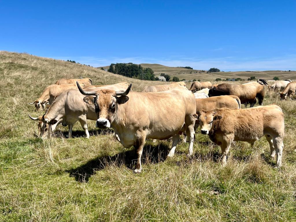 vache aubrac