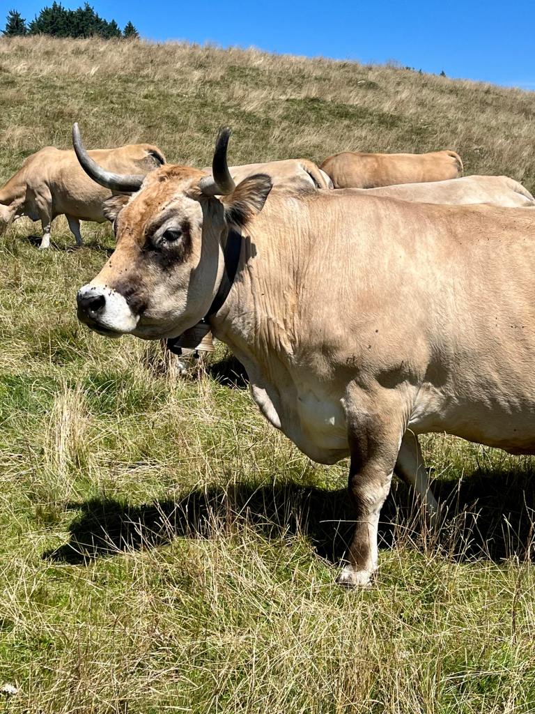 vache aubrac